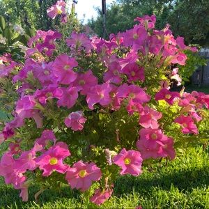 Meet your Posher, Thuan